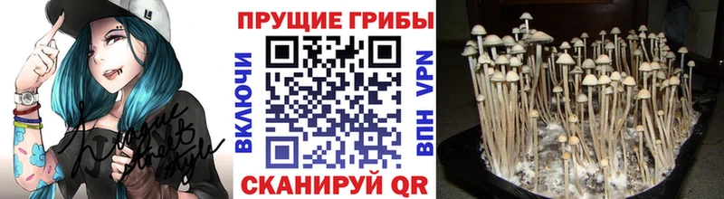 Псилоцибиновые грибы мицелий  Купить  Кондопога 